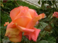 3510bfc8-Picture 780.jpg